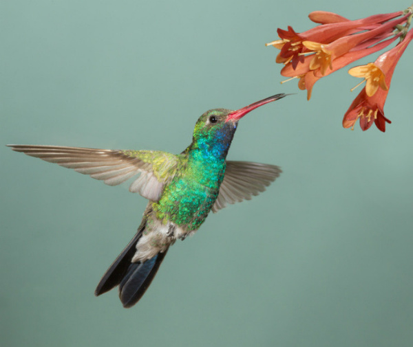 Hummingbird semantic